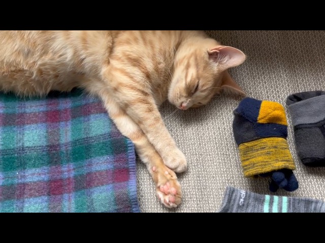 Amateur Cat vs. the Pros: Laundry Day