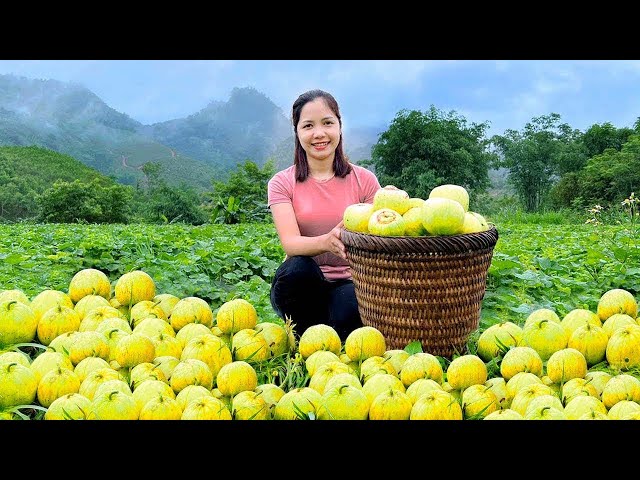 WOMAN Harvest Golden Honeydew Melon in 24 Hours Goes To Market Sell - Gardening - Hanna Daily Life