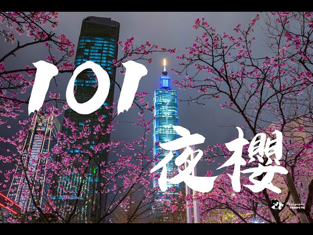 台北信義│信義區101櫻花‧夜櫻美景│#iphone錄影│20250208