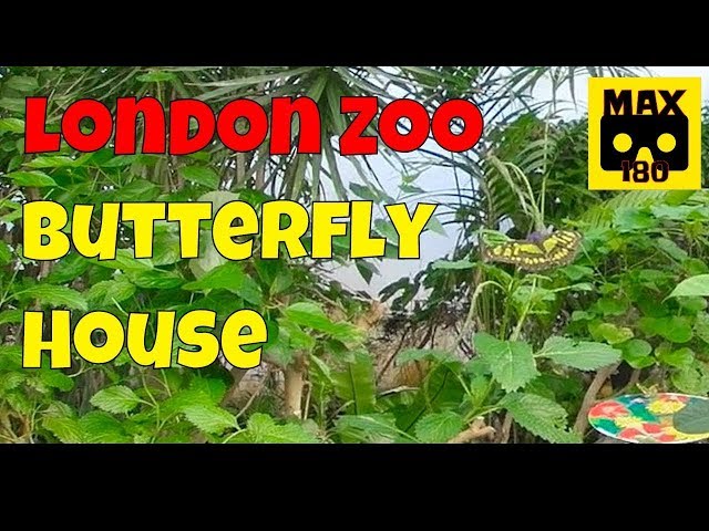 Inside London Zoo's Butterfly House (VR180 - 3D)