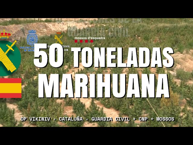 Incautadas +50 toneladas de marihuana al desmantelar ocho plantaciones en dos provincias catalanas