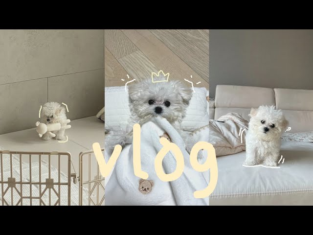 [밀크 VLOG] 아기 강아지 입양 븨로그2탄 l 강아지 일상 브이로그 l 3개월 아기 강아지 분양 l 미니비숑 성장 브이로그 l 미니비숑 일상 l 입양 온 지 일주일