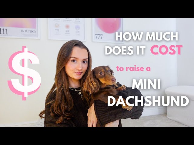 How Much Does It Cost To Raise A Mini Dachshund?