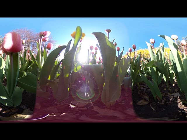 Pink Impression Tulips | 360 Video | Canadian Tulip Festival