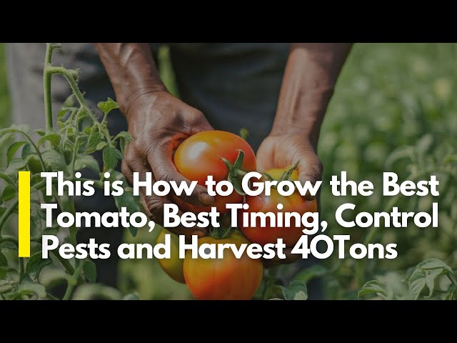 Free Guide To Profitable Tomato Farming in Kenya From Seeds to Harvesting 2025