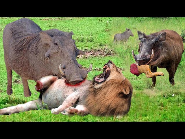 Punishment! Warthog Caused Chaos In The Forest When He Bravely Killed Lion To Protect His Baby