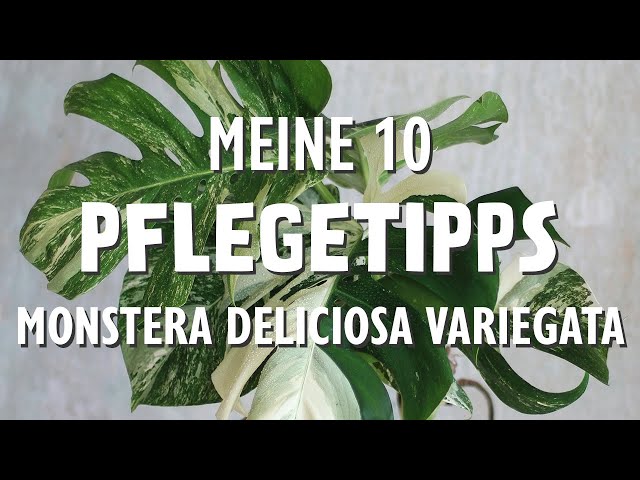 Kennst du diese 10 Pflegetipps für deine Monstera deliciosa variegata?