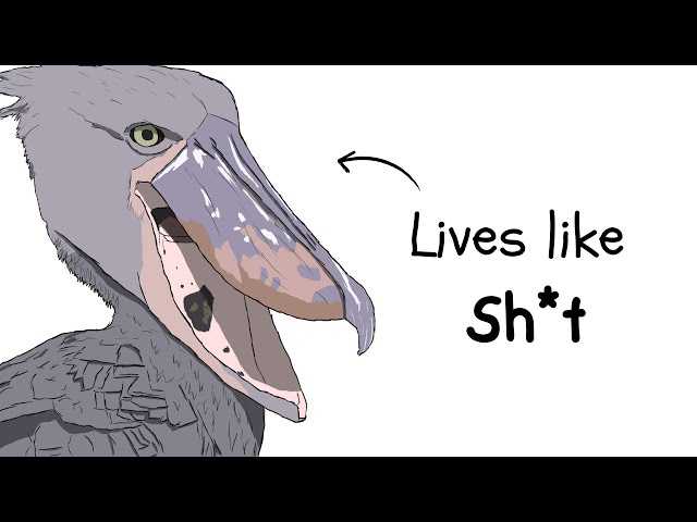 Why It Sucks to Be Born as a Shoebill Bird