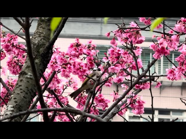 櫻花與鳥 Sakura (cherry blossoms） & Birds