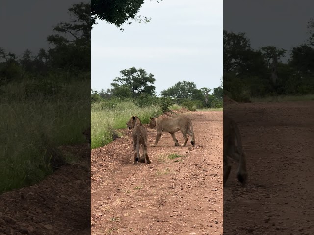 #wildlife lions on the move from elephants been close by #elephant #lion #big5 #krugerparksafari