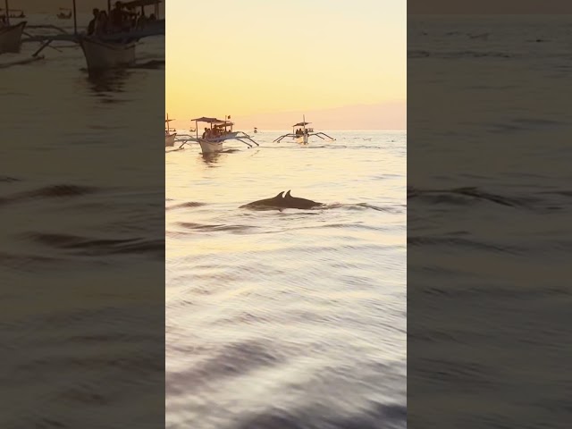 Dolphin Sighting In Bali