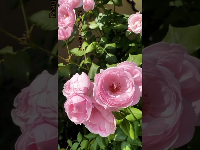 Gorgeous pink roses #flowers #rose #nature #shorts