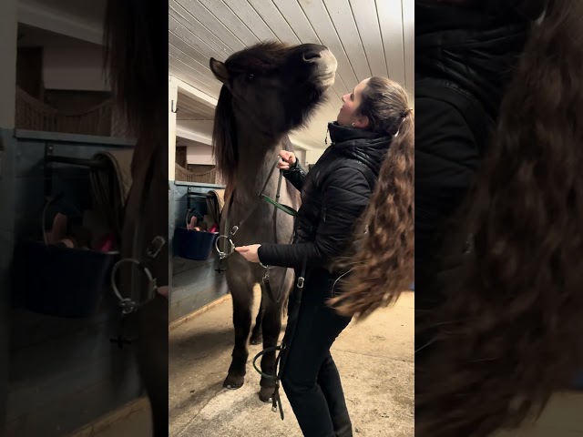 What about your horse 🤣 | Video From TikTok: alvaraufi