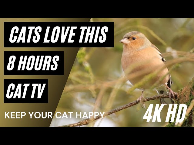 Cat TV for cats to watch🐱🐦Beautiful British garden birds 📺 8 hours (4K )