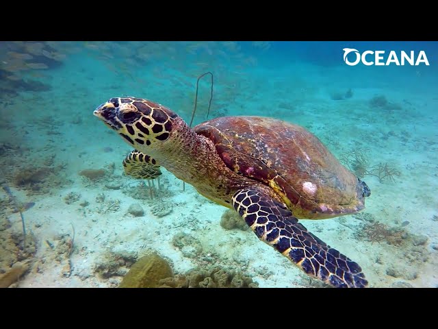 OCEANS IN TROUBLE: Learn about these endangered ocean animals | Oceana