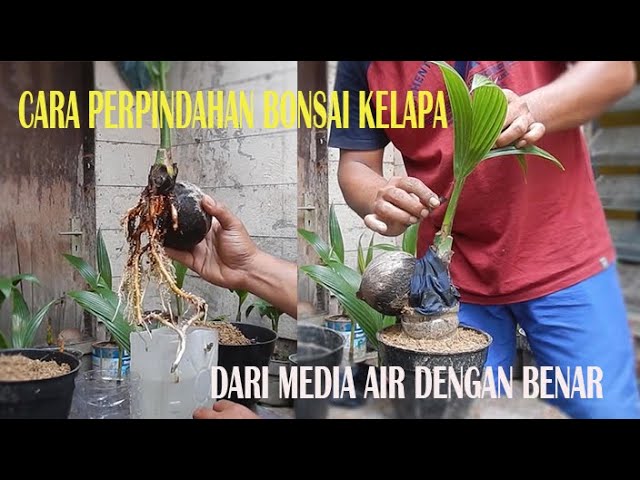 How To Transfer Coconut Bonsai From Media Water Correctly