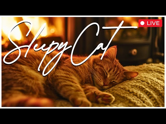 Healing Cat Music- 24/7 Anxiety and Stress Relief for Deep Sleep 🐱💤