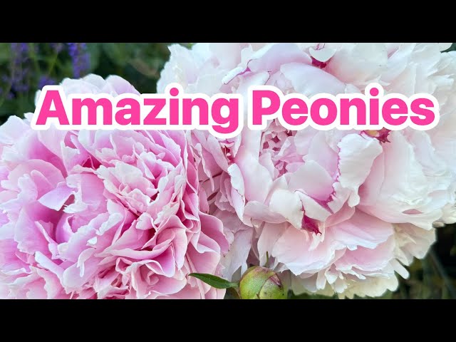 4K - How I Grow Peonies To Have lots of Beautiful Flowers