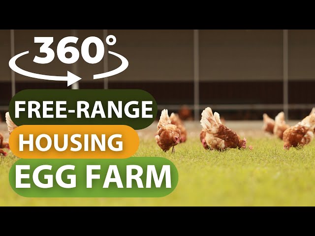 360 Free Range Housing Egg Farm