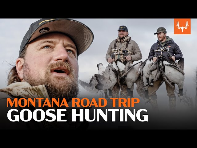 A Montana Goose Hunting Road Trip | With Flying V