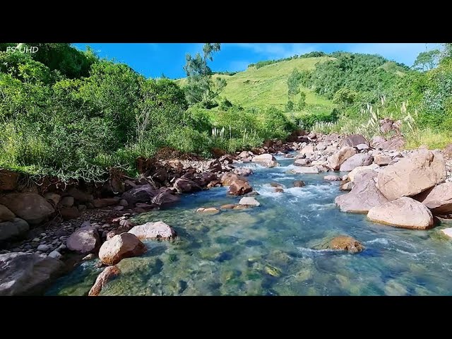 Beautiful Melodies of Nature, Birds Chirping with Gentle Stream | Study, Focus, Stress Relief, ASMR