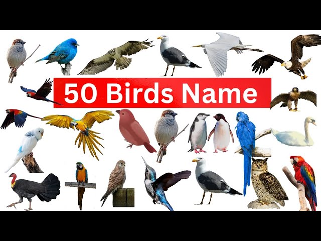 Birds Names | 50 Birds Name in English | Learn Birds Vocabulary | Learning video for Kids