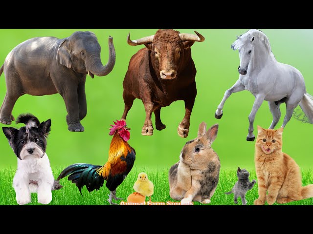 Farm Animal Names and Sounds: Horse, Elephant, Gnu, Dog, Chicken, Rabbit, Cat, Cow - Animal Sounds