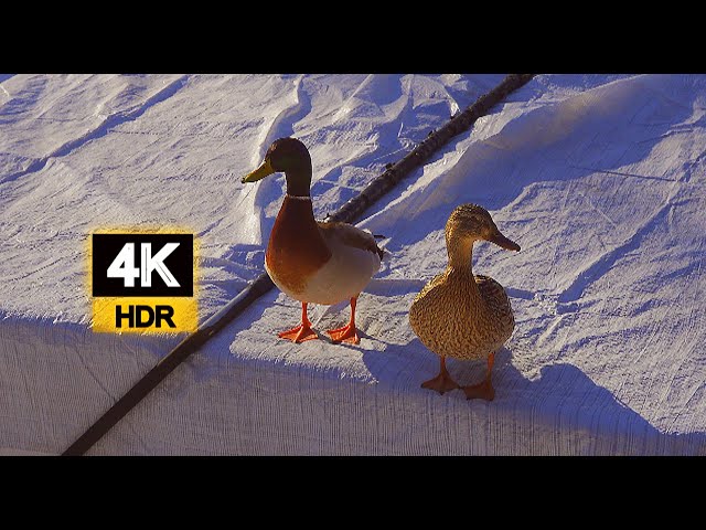 Watch What Happened With The Mallard Duck Couple On March 10 / Aventure Nature