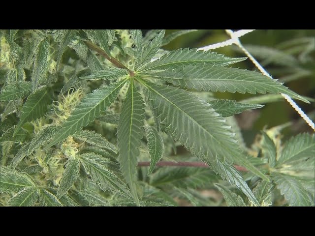 Verify: Texas voters want marijuana reform, majority back decriminalization, survey finds