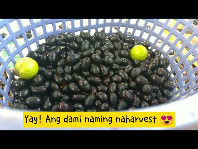 NIYUGYOG NAMIN ANG PUNO NG DUHAT, ANG DAMING BUNGA! #farmlife #harvesting