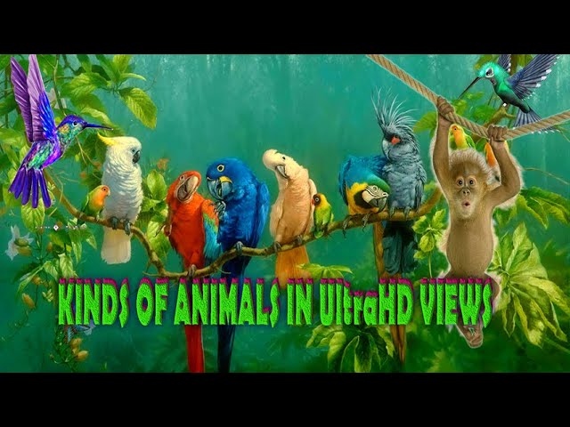 KINDS OF ANIMALS VIDEOS   8K  UltraHD VIEWS