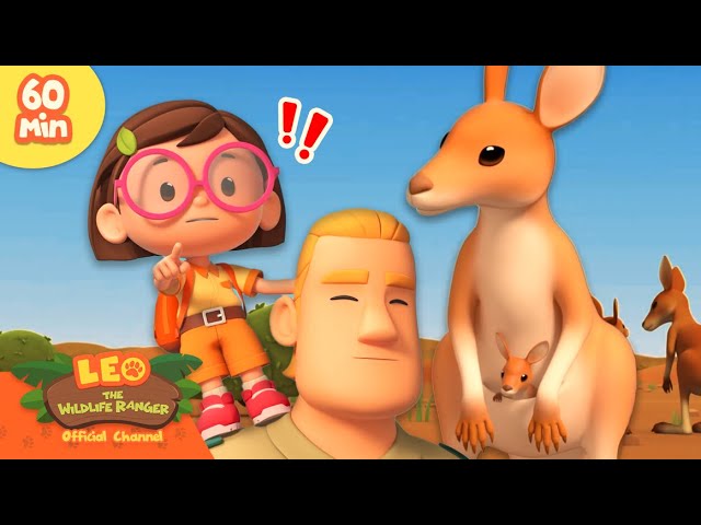 A KANGAROO FIGHT IS HAPPENING?! | Outback Animals | Leo the Wildlife Ranger | Kids Cartoon