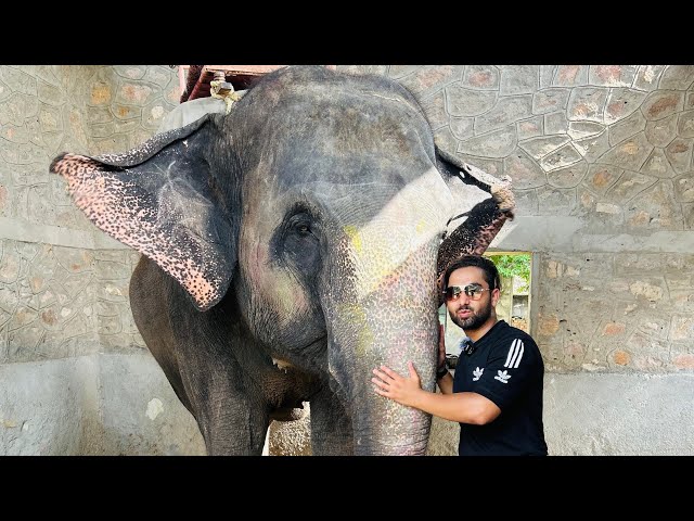 Elephant Safari in Jaipur | Elephant Village Jaipur