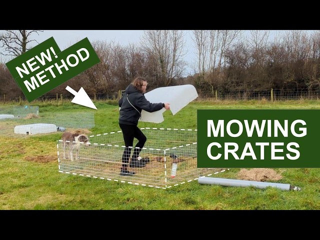 Raising Guinea Pigs Outdoors in Winter Using Our NEW Mowing Crates