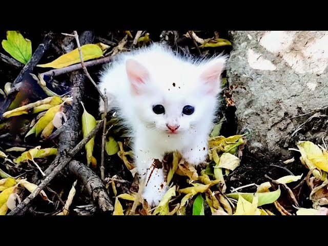 It's scary here and I'm hungry. Adopt me, mom, I'll be a foster kitten. 4k