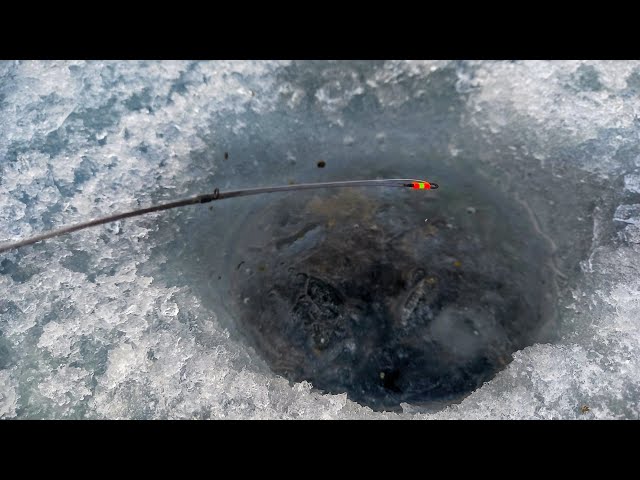 ВОТ ЧТО БЫВАЕТ КОГДА ЛОВИШЬ НА СЕКРЕТНУЮ ПРОВОДКУ И  МОРМЫШКУ. БЕЗМОТЫЛКА В ГЛУХОЗИМЬЕ.