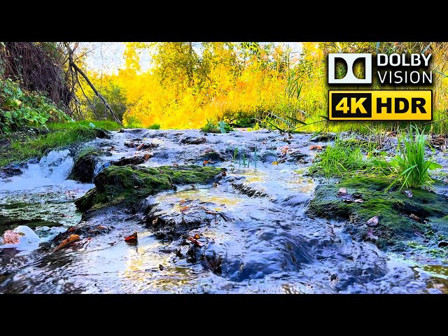 Tranquil Forest River Sounds: Autumn Relaxation for Deep Sleep 🌲💧4K HDR, No ADS