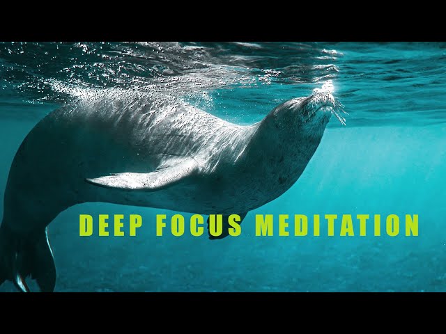 DEEP FOCUS MUSIC | STUDY & WORK CONCENTRATION