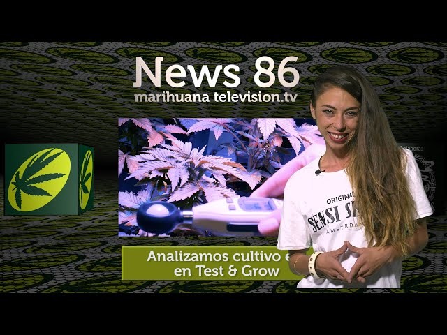 CULTIVOS DE CANNABIS, CALOR y MÁS NOTICIAS sobre la MARIHUANA EN VERANO 🌴 News 86