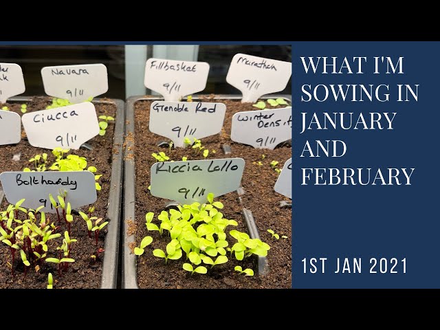 What I'm sowing and growing in January and February