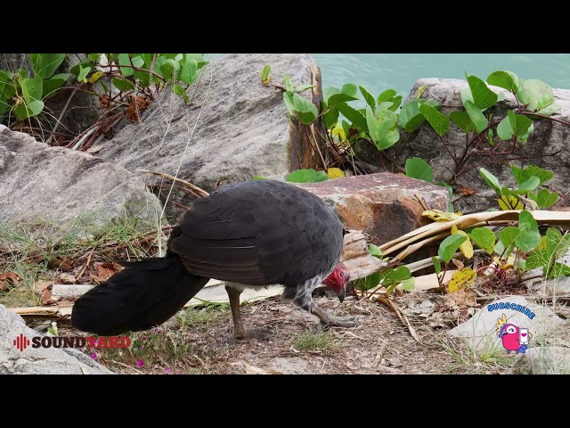 Wild Brush Turkeys in Action: Incredible Nest Building and Food Hunting!