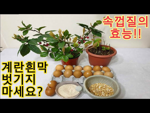 계란흰막 벗기지 않고 비료 만드는방법!! 속껍질에 영양소가 대박!!｜How to make fertilizer without peeling egg white!