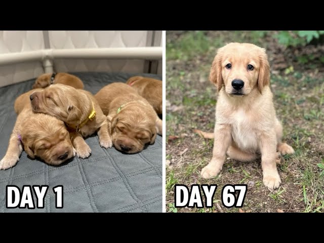 Golden Retriever Puppies Growing from Birth to 10 Weeks