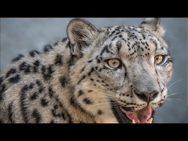 Great Savanna Symphony | Animals Ecological Roles & Behavior | Kindergarten | Grade | Class 9