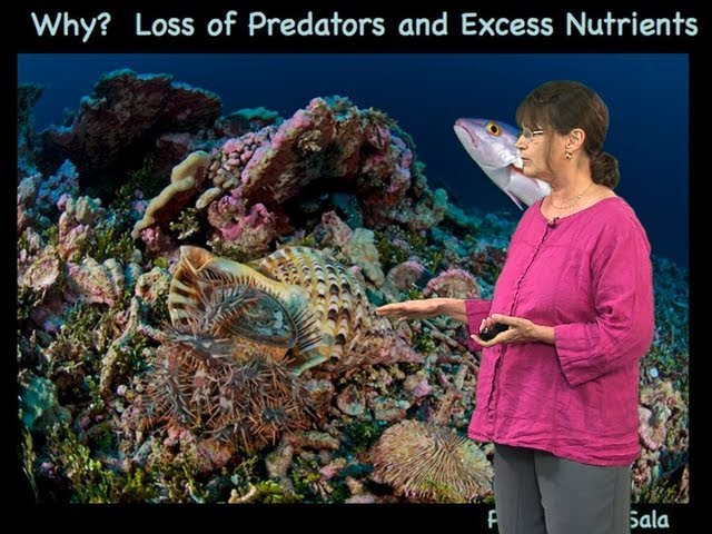 Nancy Knowlton (Smithsonian) Part 1: Coral Reefs: Past, Present and Future