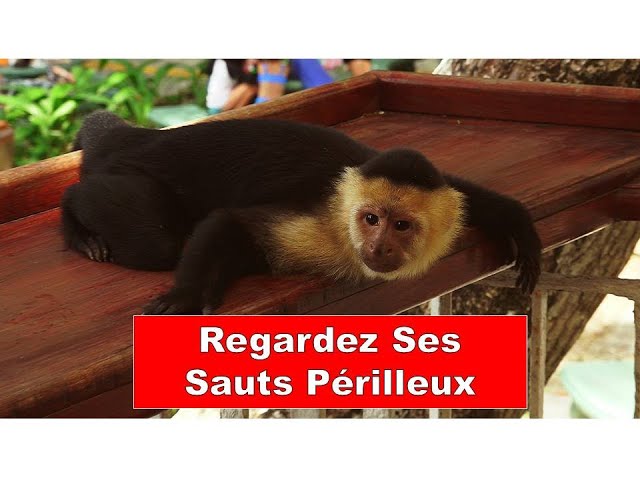 Singe Capucin: Regardez Ses Sauts Périlleux/Capuchin Monkey: Watch these Perilous Jumps Costa Rica#8