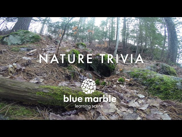 Nature Trivia | what is in this hole | blue marble