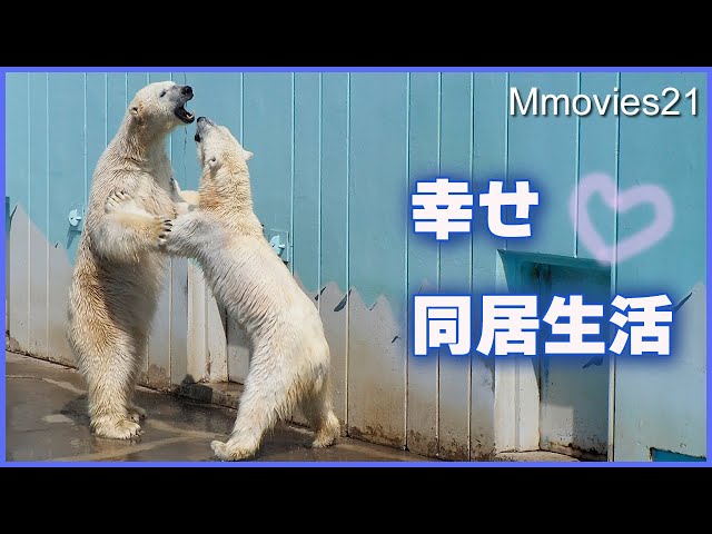 【Happy time】 Male and female polar bears play together