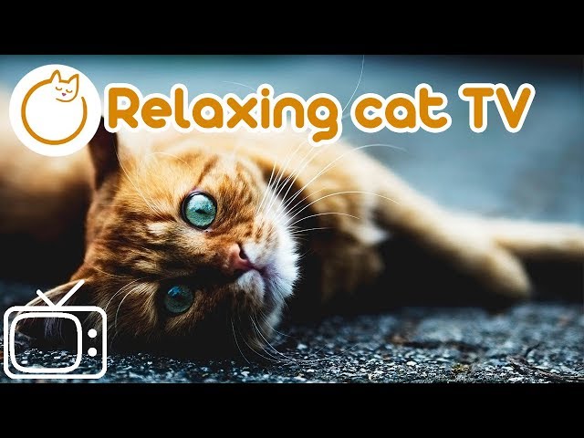 CAT TV!  Interactive Bird Footage for Cats with Relaxing Music to Calm Stressed Cats! 🐈(2018)