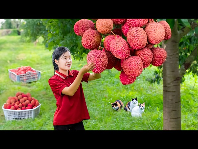 Harvesting Juicy Red Lychees – Goes Market to Sell Fresh | Fruits and Vegetables | Jolie DailyLife